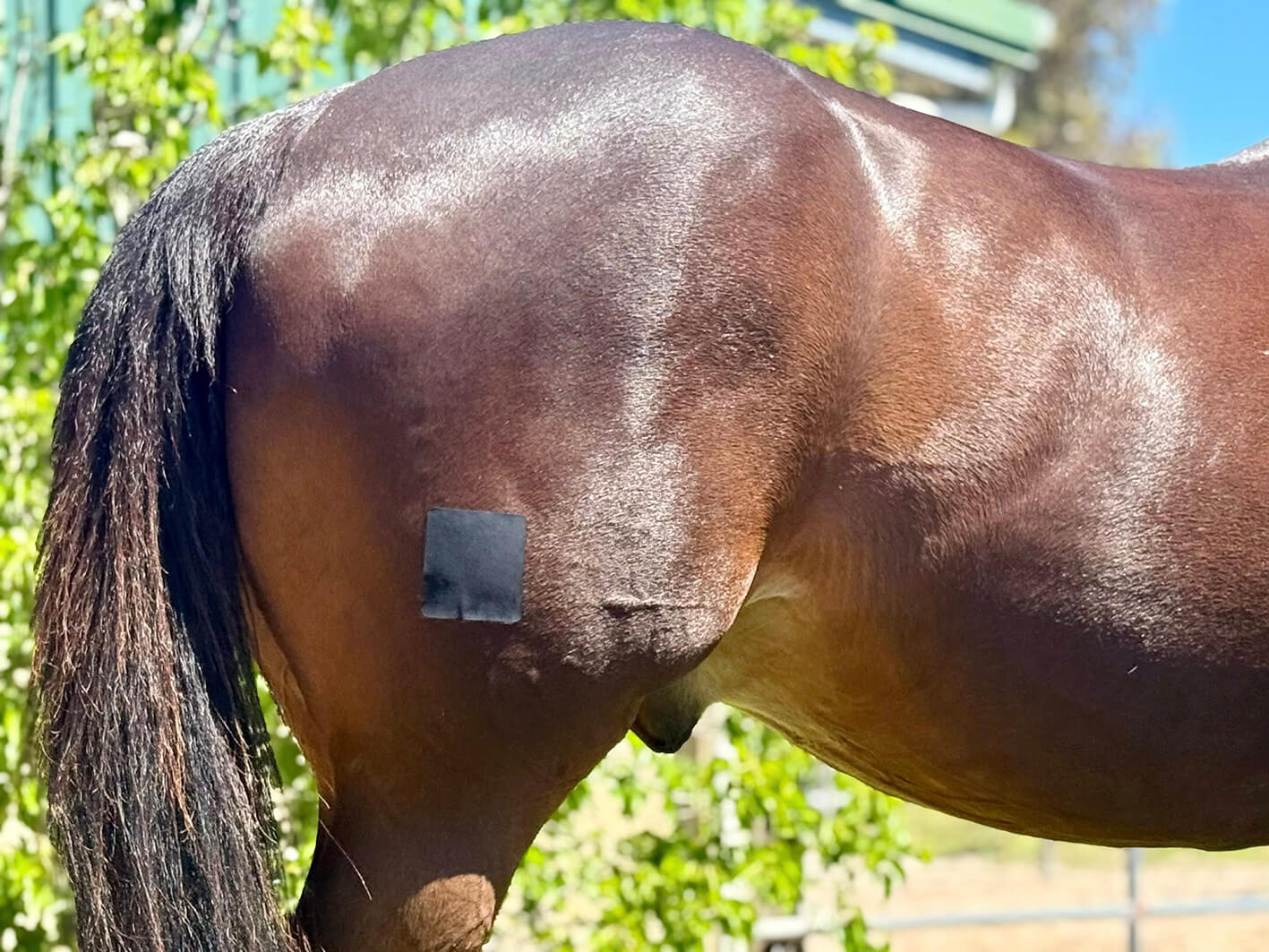 Equi-Fixt Adhesive Kit