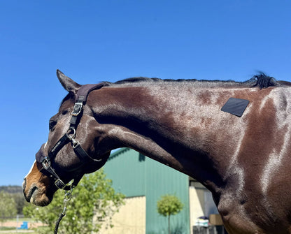 Equi-Fixt Adhesive Kit