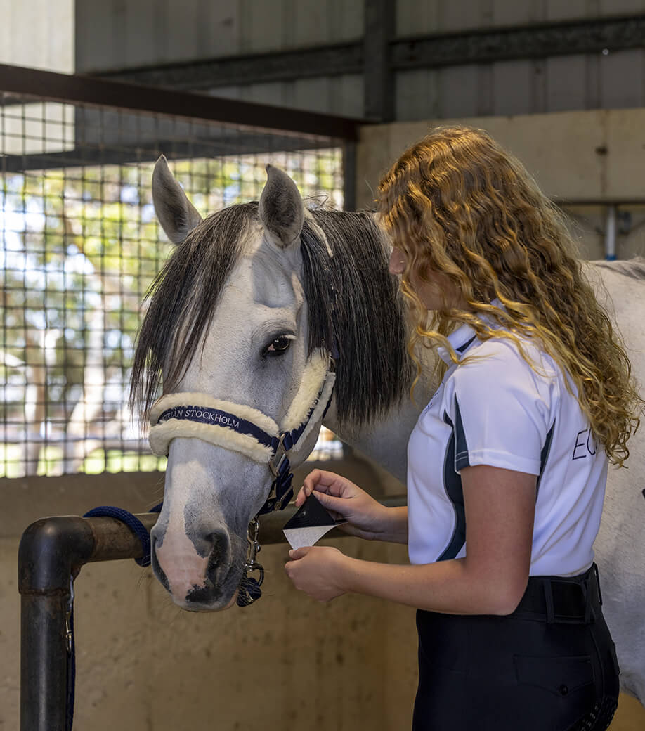 Load video: Video showing how to apply Equi-Fixt horse wound adhesives onto a horse